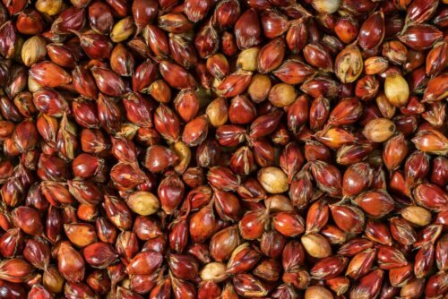 Grãos de sorgo