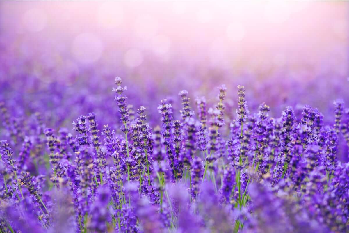 Plantação de lavanda