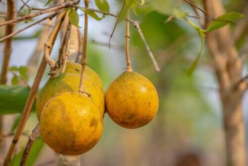 Noz-vômica: para que serve e como é utilizada?