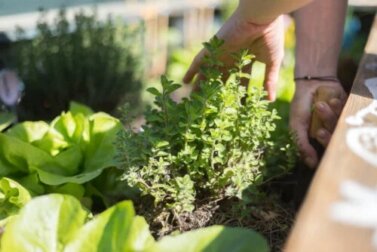Conselhos para cultivar plantas em terraços