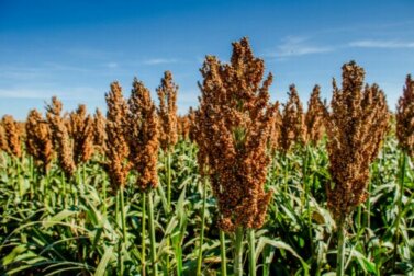 Sorgo: informações nutricionais e como usá-lo na cozinha