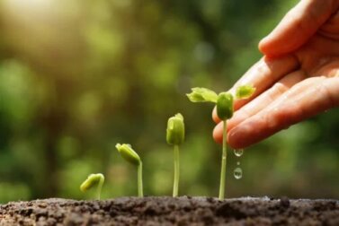 6 dicas para fazer um jardim sustentável