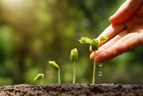 6 dicas para fazer um jardim sustentável