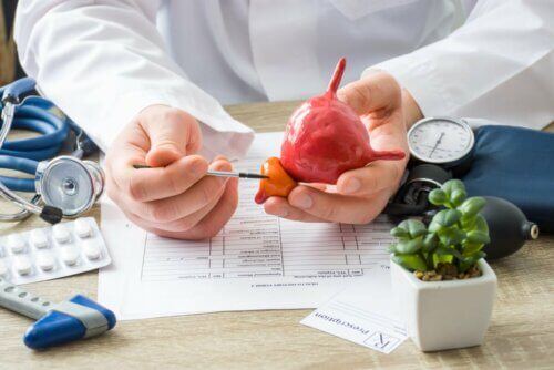 Médico mostrando próstata