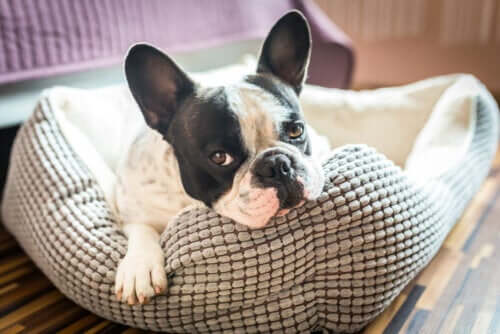 5 ideias para fazer uma casinha para o seu animal de estimação