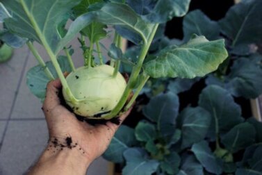 Couve-rábano: valor nutricional, benefícios e como prepará-la