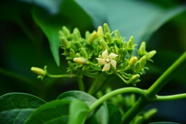 Gymnema sylvestre: propriedades e contraindicações