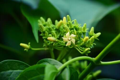 Gymnema sylvestre: propriedades e contraindicações