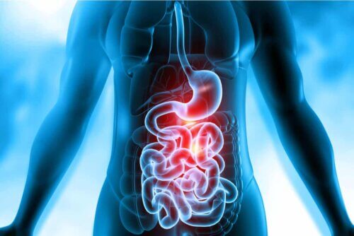Sistema intestinal