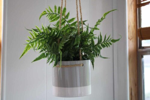 Vaso de planta pendurado