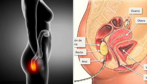 Anatomia do reto