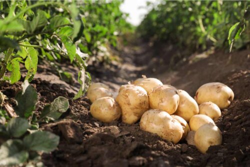 Benefícios de cultivar batatas em casa