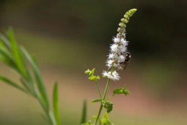 Erva-de-são-cristóvão: características, usos e precauções