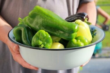 Como plantar pimentão em casa?