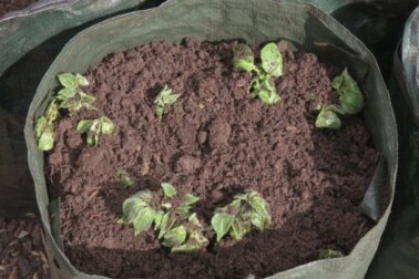 Como cultivar batatas em casa?