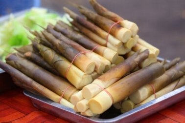 Brotos de bambu: nutrição, usos e preparação