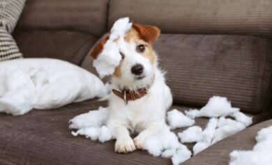 8 dicas para ter uma casa amigável para animais de estimação