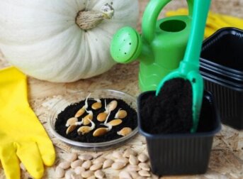 Dicas para plantar abóbora em casa
