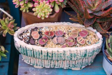 Pedras vivas ou Lithops: características e cuidados