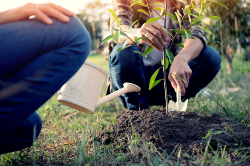 Tipos de árvores para o jardim e suas características