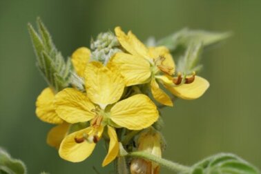 Senna occidentalis: uma alternativa ao café?