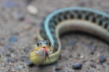 O que é a herpetofobia e como podemos superá-la?