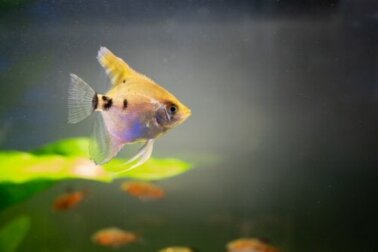 Água turva no aquário: o que fazer e como limpar?