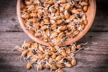 Broto de trigo: nutrição, propriedades e como prepará-lo