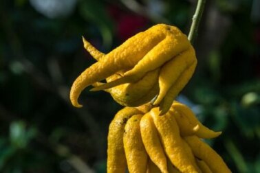 Mão de Buda: características nutricionais e propriedades
