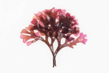 Alga dulse: características, utilizações e preparação