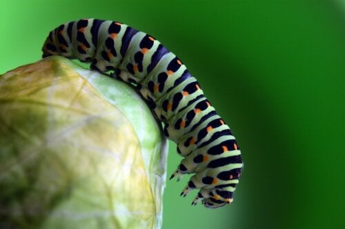 Como remover lagartas de plantas? 7 dicas úteis