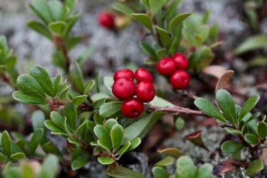 Uva-ursi ou bearberry: benefícios, usos e contraindicações