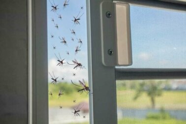 9 fatos sobre os mosquitos que você deve saber