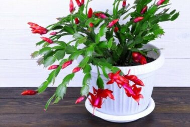 Cacto de Natal ou flor de maio: tudo o que você precisa saber para cuidar dela