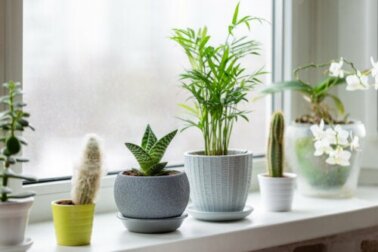 Siga estas dicas para cuidar das suas plantas de interior no inverno