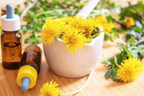 Propriedades e usos do dente-de-leão