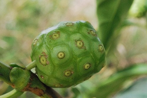 Suco de noni, características e benefícios para a saúde