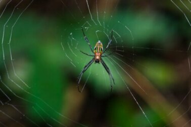 O que significa sonhar com aranhas?