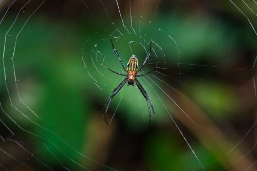 O que significa sonhar com aranhas?