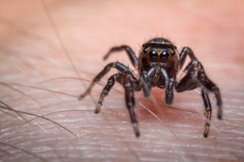 Picada de aranha: primeiros socorros e quando consultar um médico