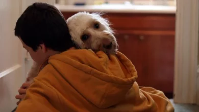 É real! Cães veem os tutores como se fossem seus pais