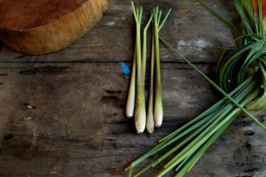 Tudo sobre como cultivar e usar citronela em casa