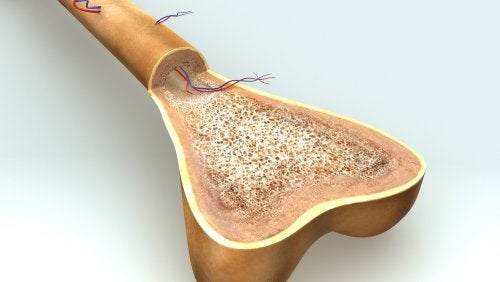 Osteogênese: como ocorre o crescimento ósseo?