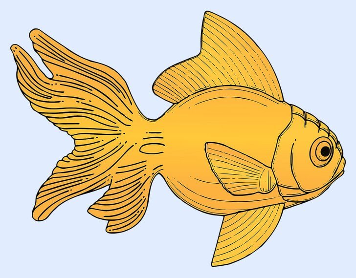 Primeiro animal que você enxergar: peixe?