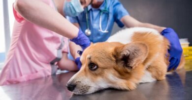 Animais sentem dor e tentam mostrar sinais aos humanos - Saiba interpretar