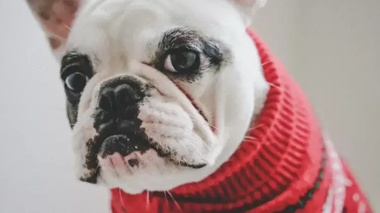 Bulldog francês: 11 raças pequenas para quem vive em apartamento ou casa pequena