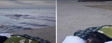 Tutor leva cãozinho doente para um último passeio na praia