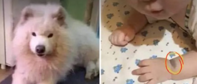 Bebê nasce com marca de nascença idêntica à do falecido cachorro da família