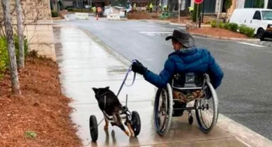 Cãozinho deficiente, que foi devolvido 4 vezes ao abrigo, finalmente encontra um tutor