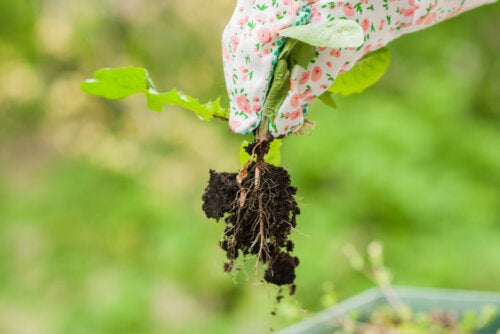 5 dicas para eliminar ervas daninhas no jardim
